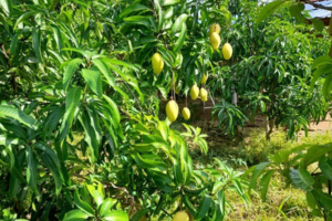 Visit to TJC Mango Plantation Image 2