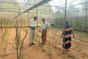 Visit to Capsicum Seed Production Image 1